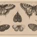 Five Butterflies and a Moth